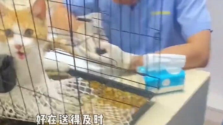 ทุกชีวิตล้วนควรได้รับการเคารพ แม่แมวจรจัดคลอดยาก นอนเจ็บปวดทรมานอยู่บนพื้น