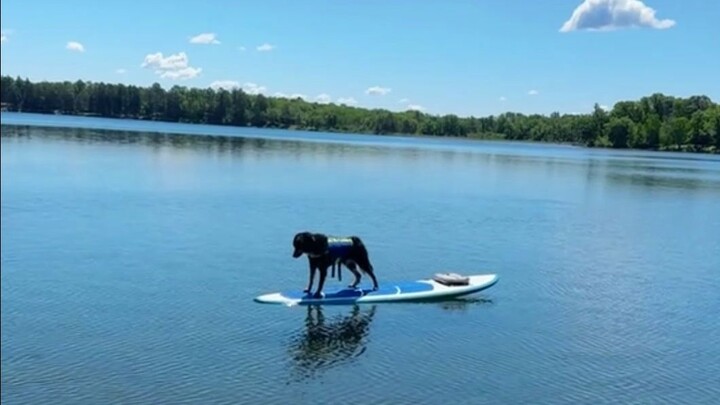 Chú chó lén lấy mất ván chèo của chủ, “Tạm biệt mẹ, hôm nay con sẽ ra khơi!”