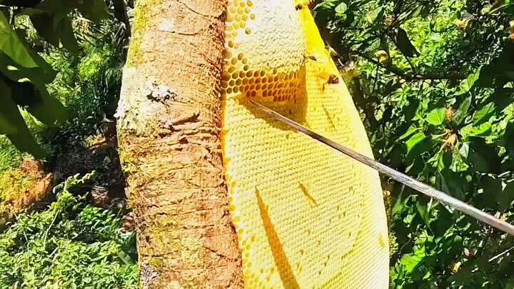 pure raw honey 🍯