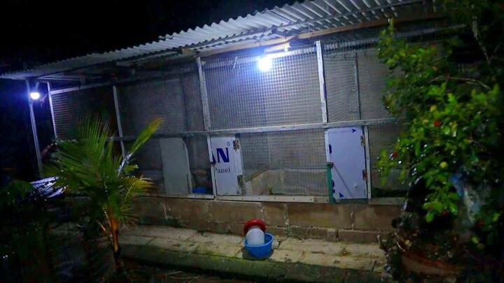 SERU !! MAKAN AYAM LANGSUNG DARI KANDANG NYA !!