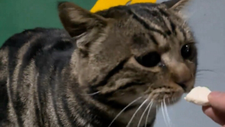 Mọi người cứ nghĩ mèo cắn không nổi nên bóp nát rồi mới cho ăn, nhưng thực ra là mèo con sợ cắn phải