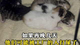 给流浪猫妈妈和它的五个孩子制作“冬季专属恒温房”