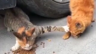 cat funny video