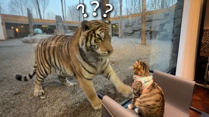 “A Grand Compilation of Animal Strange Behaviors 296”