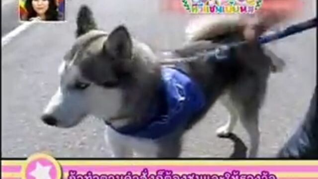 ทีวีแชมเปี้ยน (TV Champion): ภารกิจปราบน้องหมาซ่าสุดป่วน โครงการ 2