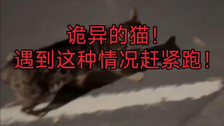 Kucing yang mengamuk! Kalau bertemu situasi seperti ini, segera lari!