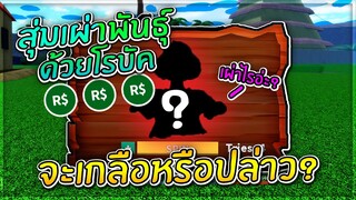 One Piece Rose:เมื่อMIUMAสุ่มเผ่าพันธุ์ ด้วย Robux จะหมดไปเท่าไร!! (จะเกลือไหม?)