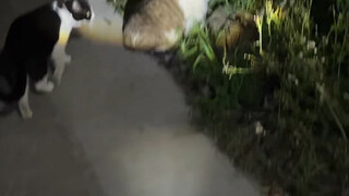 Eating grass is pretty good.