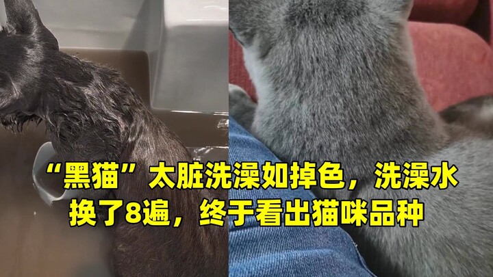 “Black Cat” Is So Dirty It Bleeds Color in the Bath—Changed the Bathwater 8 Times Before We Finally 