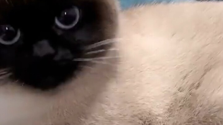 It’s best not to shave a Siamese cat！！！！！！
