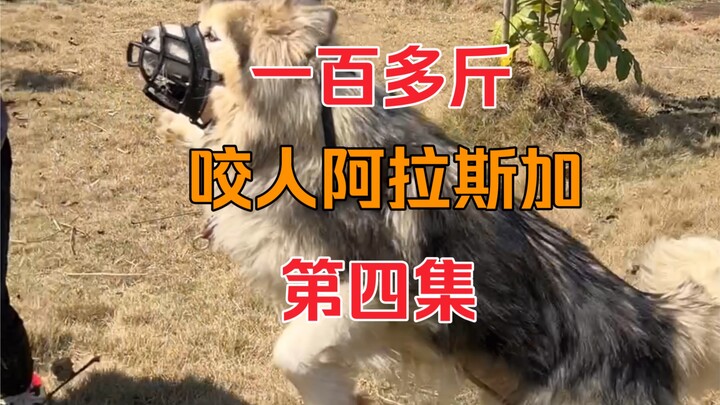 Anjing Alaska pemakan manusia seberat lebih dari seratus kilogram, episode keempat