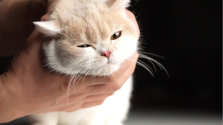Binatang|Mengelus Seekor Anak Kucing