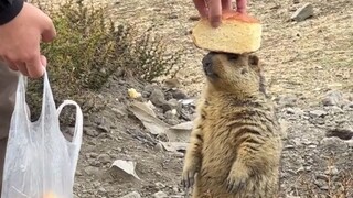 Marmut: Benci manusia yang tidak punya batasan