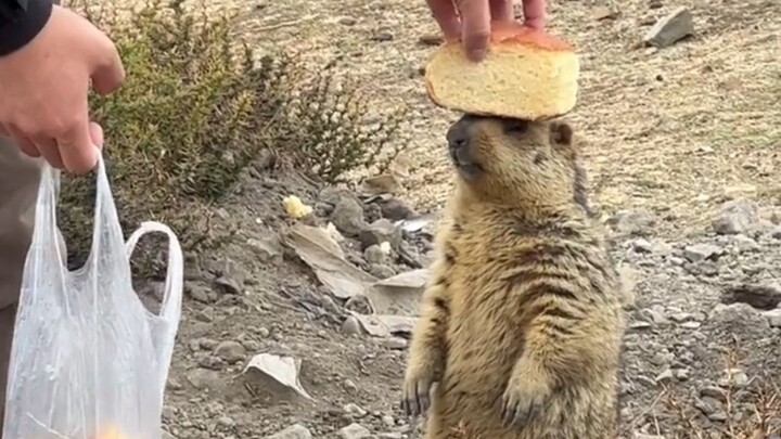 旱獭：讨厌没有边界感的人类