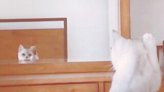 Kucing melihat cermin dan menyadari ternyata ia memiliki telinga