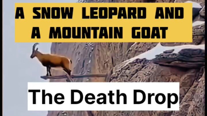 Falling 100 Feet For A Meal?!