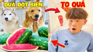 Thú Cưng Vlog | Gia Đình Đản Hoàng #1 | Chó gâu đần thông minh vui nhộn | Funny pets smart dog