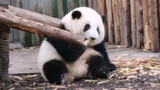 Panda Raksasa|He Hua