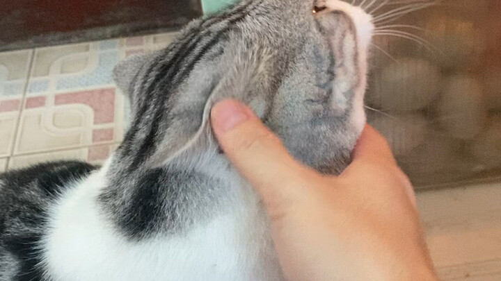 How to Tell if It’s Hot Today Using a Kitten