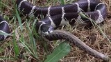 [สัตว์โลก] ถ้าไม่ได้เห็นกับตา ก็คงไม่เชื่อ...งูเขมือบกันเอง!!!