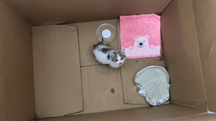 小猫一直响怎么办？看到主人了就发出了年久失修门的的声音