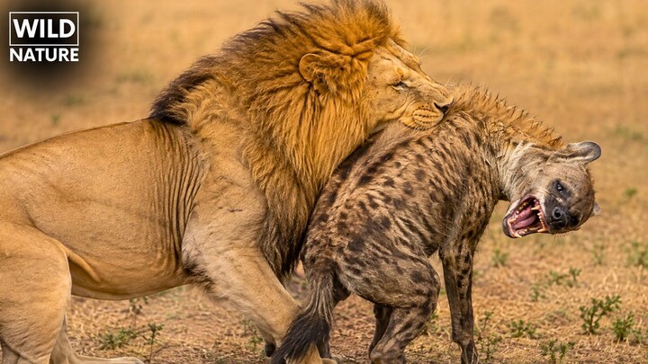 Predators vs. Predators — The Battle for Survival | Wildlife Documentary
