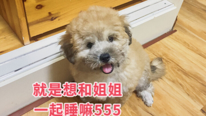 So cute! Not allowed on the bed, and the puppy, desperate, lets out its first-ever bark.