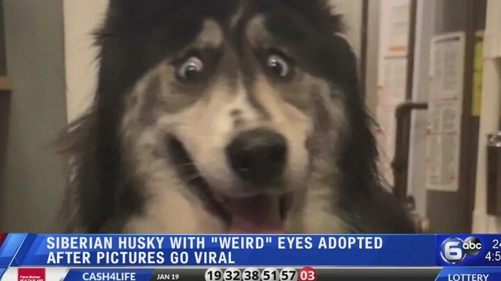 Anjing Husky ini ditinggalin sama tuannya karena matanya juling! Ah, padahal dia lucu banget!