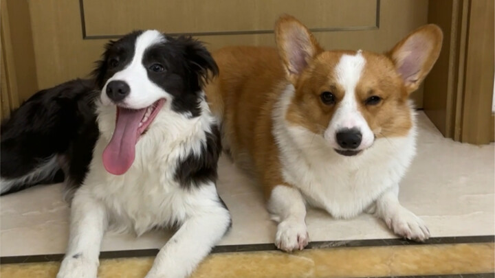 Annual Puppy Assessment