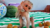 Wow, Amazing!! Unbelievable tiny monkey Luxy really loves to eat longan fruit so much