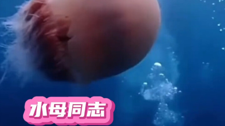 Những chiến công lừng lẫy của đồng chí Sứa: Tri ân cuộc đời ngắn ngủi nhưng vĩ đại của đồng chí Sứa 