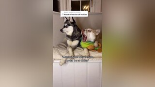 Reply to  we’re all ✨unique✨  alaskankleekai dogs