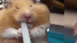 Japanese goblins watch "Animal Behavior Awards 140"