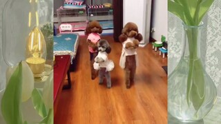 หมาตลก #ชาติที่แล้วเป็นมนุษย์ #555