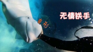 水下小白鲸想亲我一巴掌。。推开