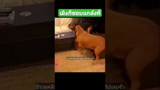 ^มีรวมคลิปเต็มชุดนี้กดดูลิงค์ด้านบนเลยจ้า^ เมิงก็ชอบแกล้งพี่เมิง