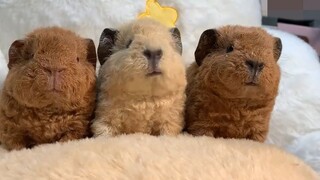 Dễ thương quá, trông giống như một cảnh trong phim hoạt hình vậy!