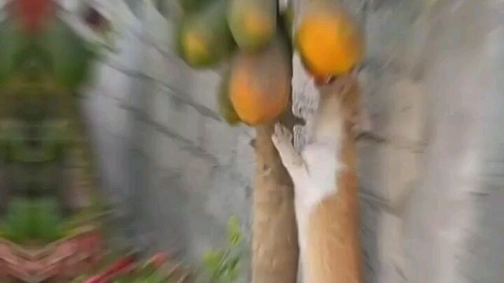 Kucing Lucu