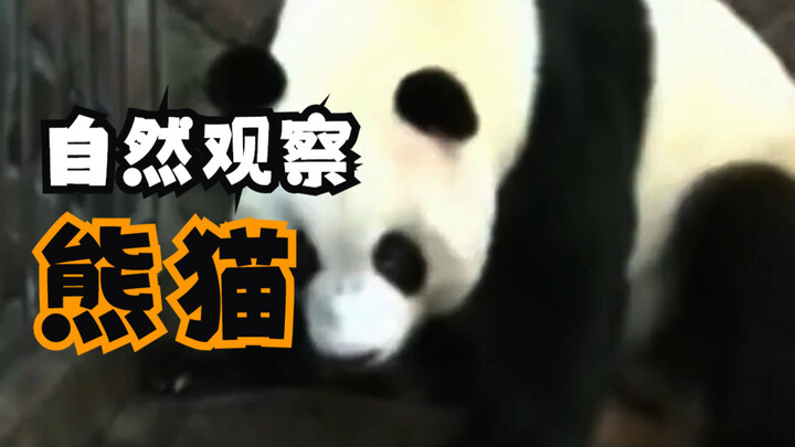 [Nature Observation] Panda