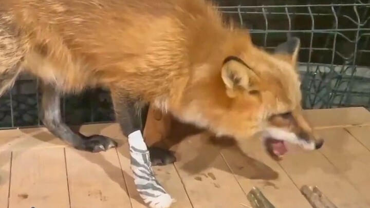The silly fox finally limped its own leg by fooling around