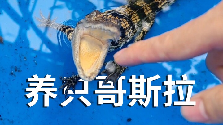 คุณระดับไหนกัน ถึงเลี้ยงสัตว์เหมือนผมได้? จริงๆ แล้วการจับจระเข้น่ะ ง่ายมาก!