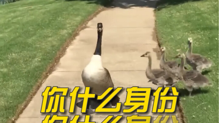 "Hiện trạng giết ngỗng và vịt"