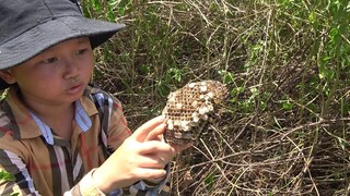 Ong Sào Lá Lốt - Không Thể Tin Được Bắt Ong Lại Đơn Giản Thế Này