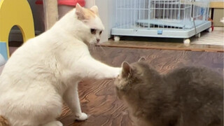 矮星人的战斗力