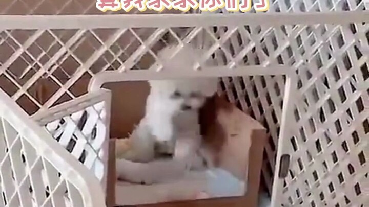 #Anjing: Ternyata nggak semua masalah bisa diselesaikan dengan kata “bye-bye”... Sumpah deh, aku moh