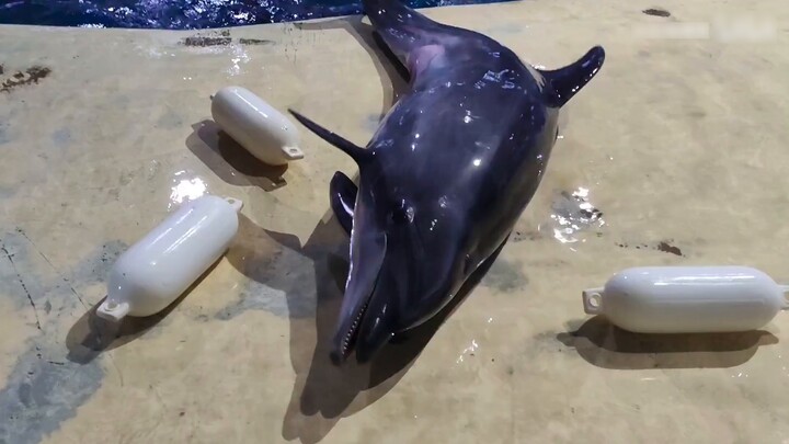 Lumba-lumba kecil (lumba-lumba hidung botol) yang suka "terdampar"
