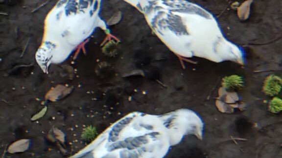 skyline pigeon🥰