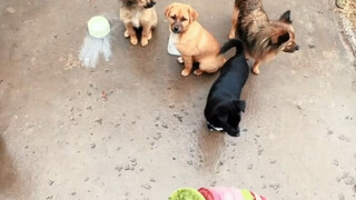 It turns out that dogs and humans react the same way when they are ignored