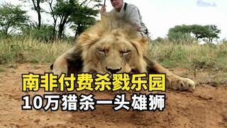 Thiên đường săn bắn trả phí của Nam Phi, nơi bạn có thể săn một con sư tử với giá 100.000 nhân dân t