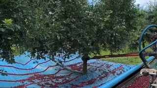 إن حصاد الكرز باستخدام أدوات احترافية، مجرد هزه وتدحرجه، أكثر كفاءة من القطف اليدوي.